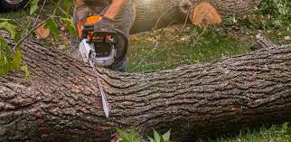 How Our Tree Care Process Works  in  Irwin, SC